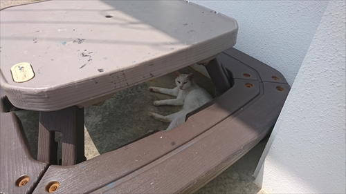 31日・巨大なハモ！